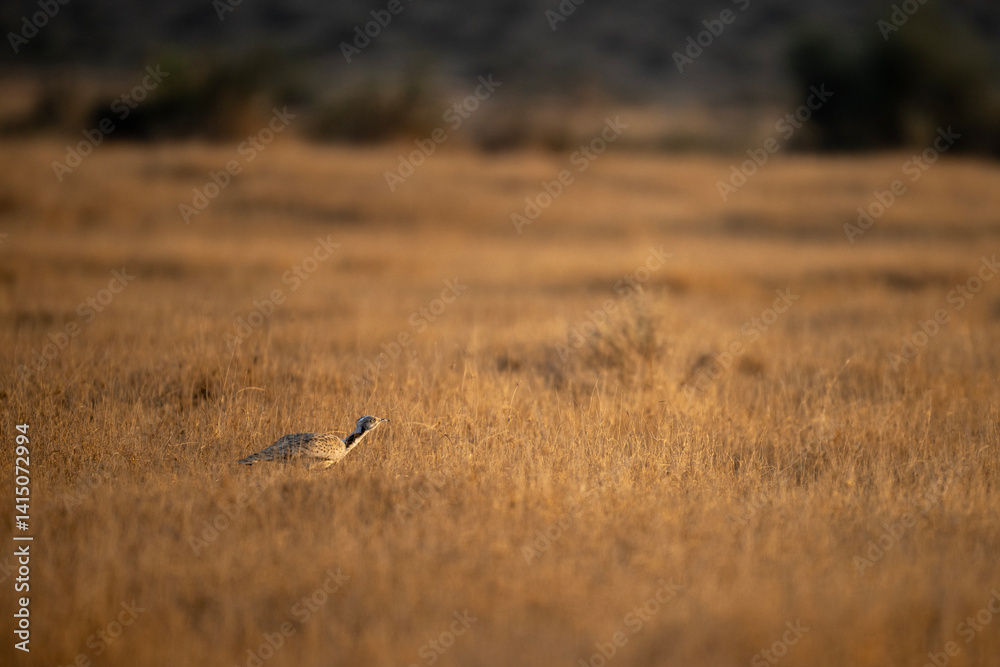 Asian houbara Bustard Camouflaged in a Golden Savanna.
