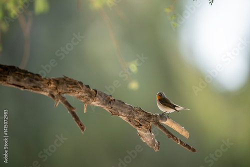 Obraz na płótnie A charming little bird perched serenely on a branch. w salonie