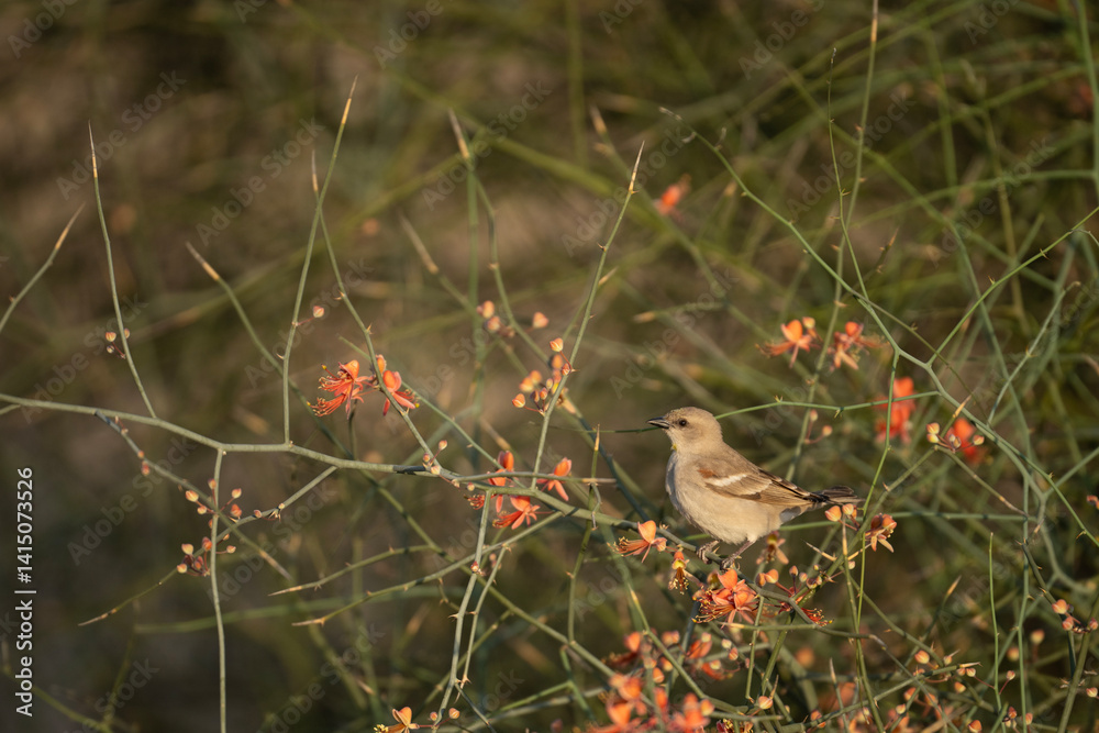 Yellow-throated sparrow on desert tree