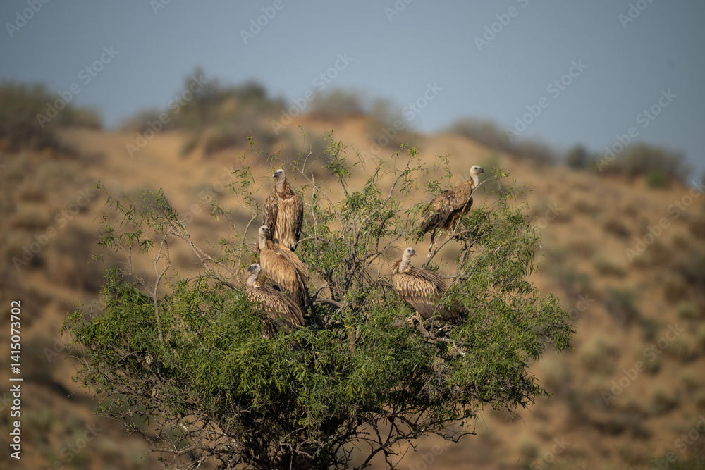 A group of vultures are perched in a small tree amidst a desert landscape.