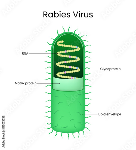 Rabies Virus Detail Structure Diagram