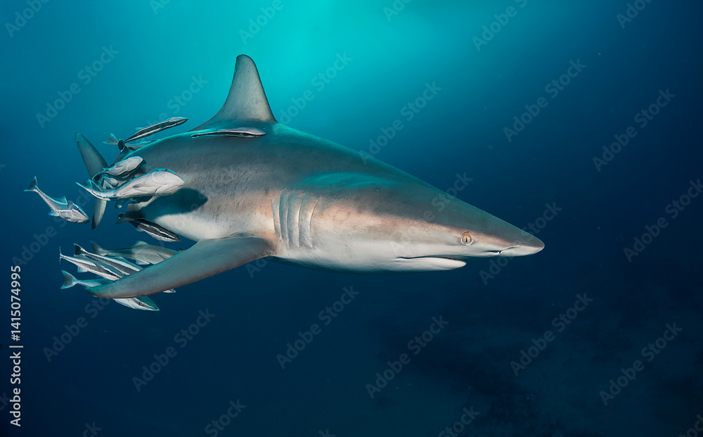 Naklejka premium Tiburon con remoras