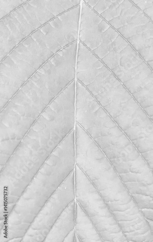 Gros plan texturé d'une feuille avec nervure centrale et nervures secondaires symétriques, fond transparent, idéal pour motifs naturels et organiques