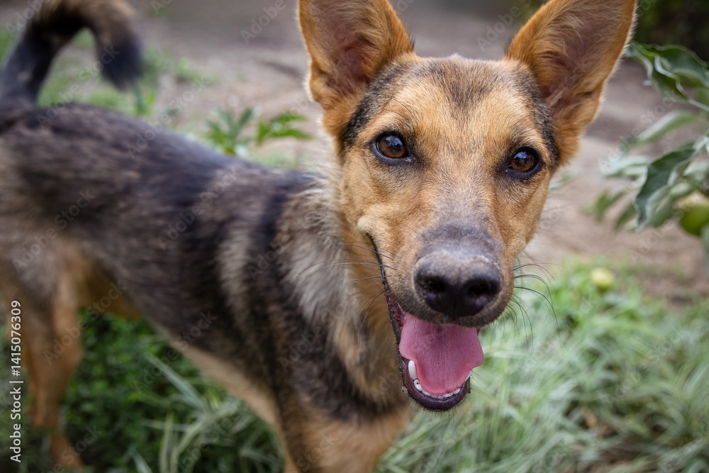 Fototapeta premium Close-up portrait of a female dog without a breed. A cute young female dog looks right toward the camera lens with curiosity, with a green grass background.