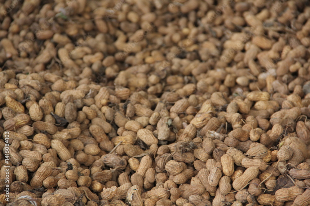 peanut harvest peanut harvest
