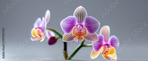 there are three orchids that are sitting on a table