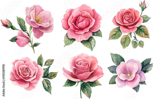 pink roses on white background