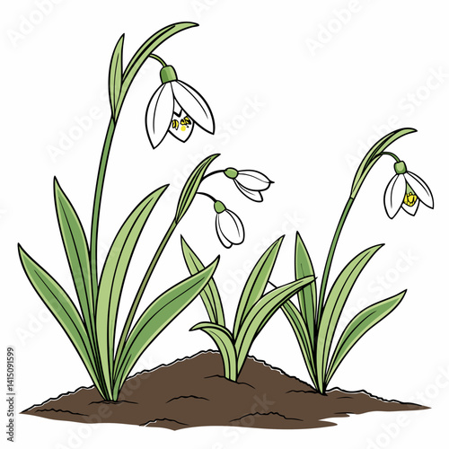 Snowdrop Flowers Emerging From Soil Illustration Celebrating Spring Season