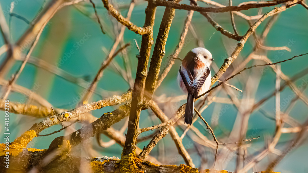 Aegithalos caudatus, long-tailed tit, on a sunny winter day