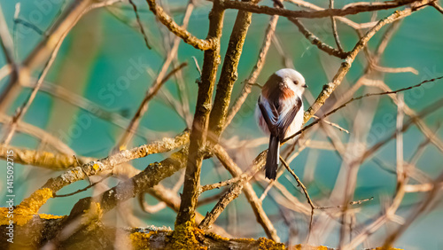 Obraz na płótnie Aegithalos caudatus, long-tailed tit, on a sunny winter day w salonie
