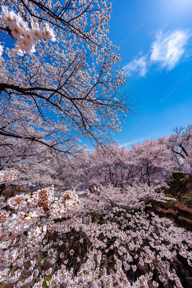 長野県 春日公園 桜満開の風景