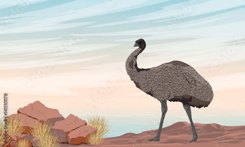 Australian emu walking along rocky ocean coast. Realistic vector landscape