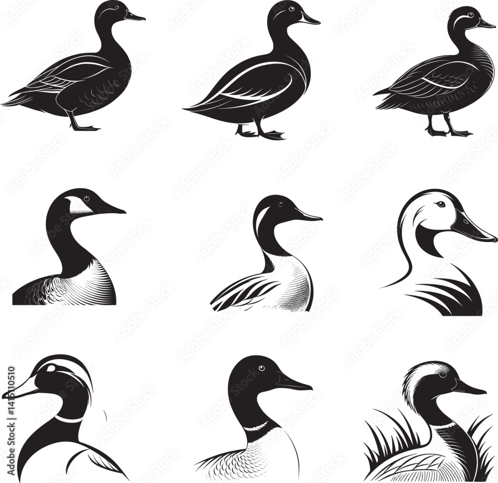 Fototapeta premium duck vector file