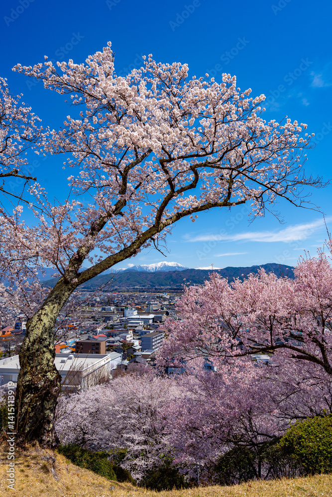 Naklejka premium 長野県 春日公園 桜満開の風景