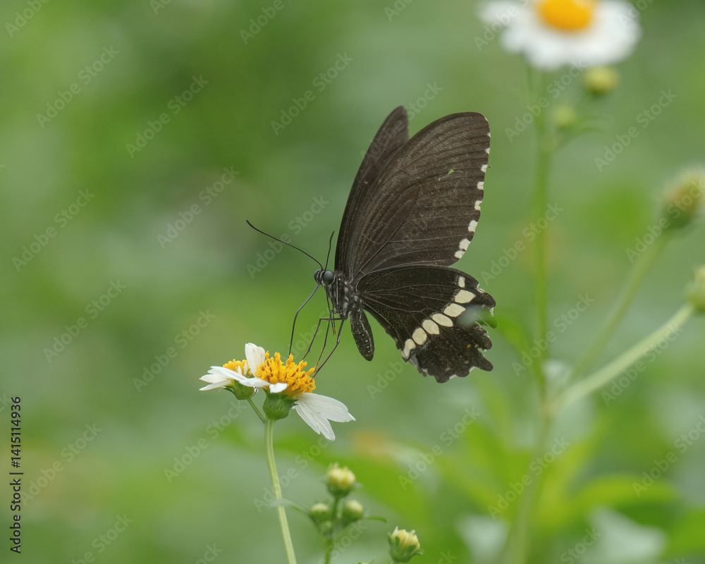 Fototapeta premium butterfly on a flower