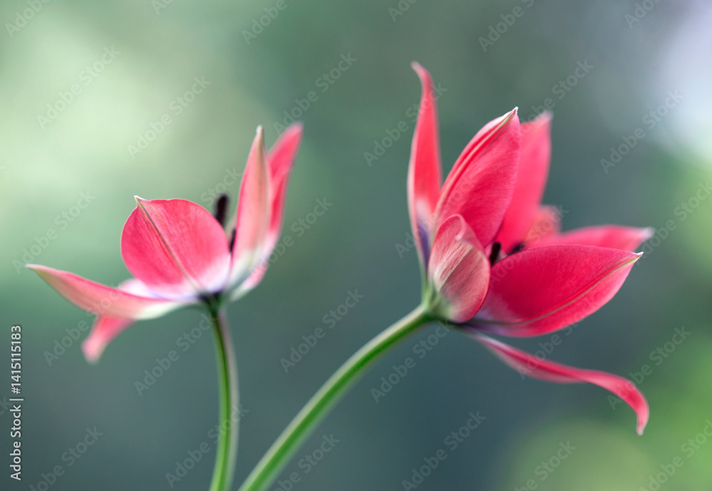 Czerwone Tulipany botaniczne na zielonym tle, tapeta, dekoracja.