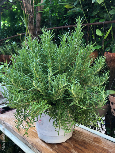 fresh herbs in a pot
