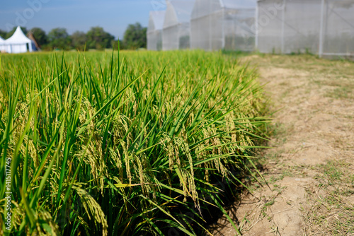 Rice fields and greenhouse in Thailand.