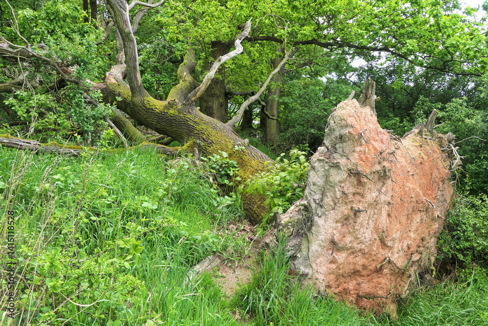 Umgefallener Baum