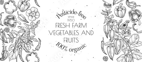 Vector frame of vegetable. Pepper and chili pepper on a branch with a leaf, half, slice and piece. Template organic farming. Grocery store card. Healthy food brochure. Products of proper nutrition