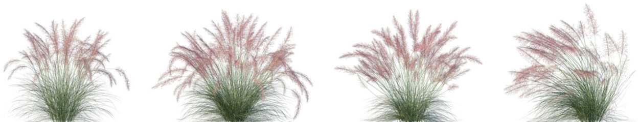 Set of Muhlenbergia capillaris (commonly known as the hairawn muhly) isolated frontal png on a transparent background perfectly cutout
