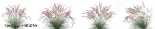 Set of Muhlenbergia capillaris (commonly known as the hairawn muhly) isolated frontal png on a transparent background perfectly cutout photo