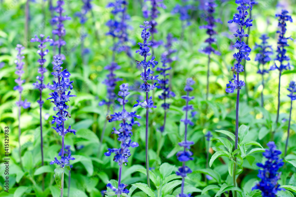 Obraz premium Blooming Purple Salvia Flowers in Garden – Soft Focus Background