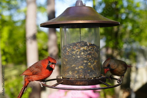 birds, feeder, spring, seeds, feeding, nature, avian, wildlife, birdwatching.