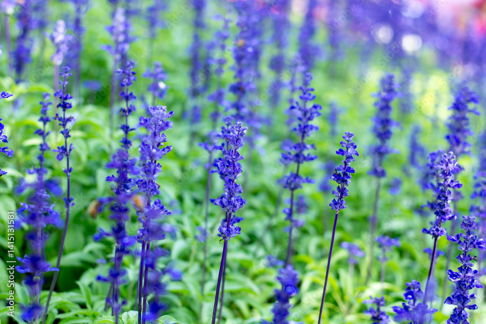 Obraz premium Blooming Purple Salvia Flowers in Garden – Soft Focus Background