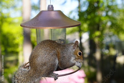 birds, feeder, spring, seeds, feeding, nature, avian, wildlife, birdwatching.