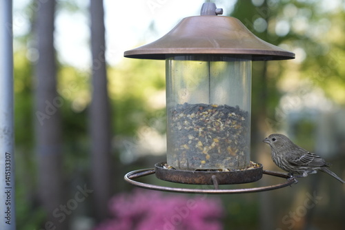 birds, feeder, spring, seeds, feeding, nature, avian, wildlife, birdwatching.