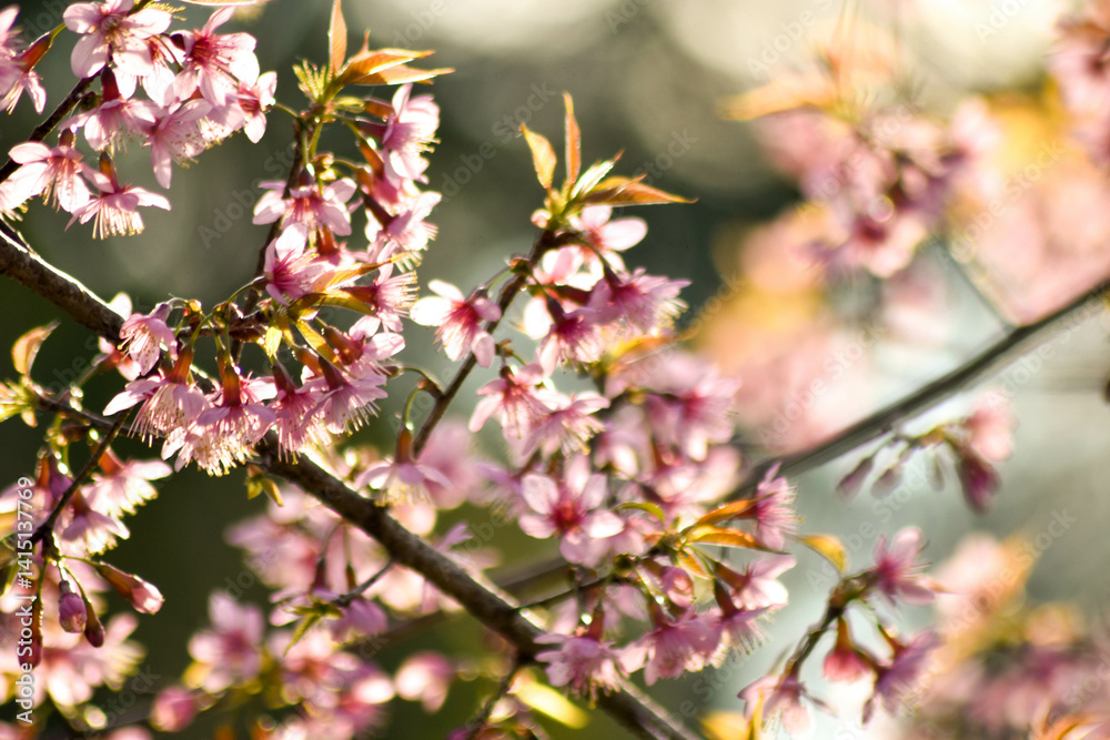 Beautiful cherry blossom trees in full bloom under a clear blue sky on a sunny spring day. Soft pink petals, vibrant natural colors, and a peaceful seasonal atmosphere Beautiful cherry blossom trees in full bloom under a clear blue sky on a sunny spring day. Soft pink petals, vibrant natural colors, and a peaceful seasonal atmosphere