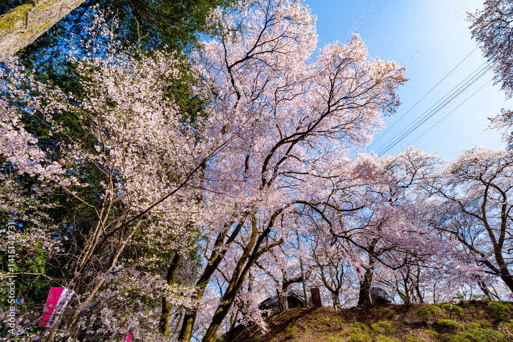 長野県 春日公園 桜満開の風景 長野県 春日公園 桜満開の風景