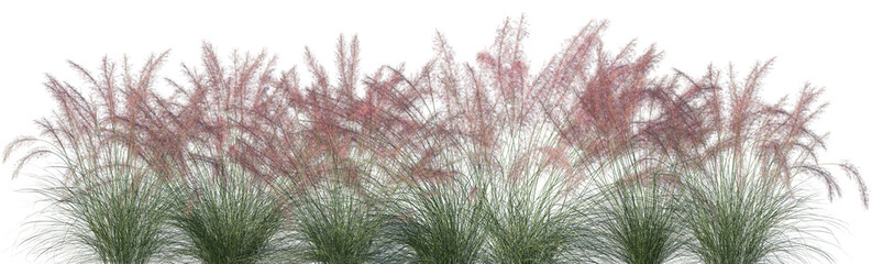 Set of Muhlenbergia capillaris (commonly known as the hairawn muhly) isolated frontal png on a transparent background perfectly cutout
