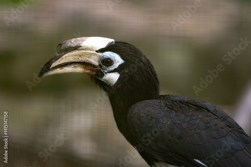 Close up Portrait of a Oriental Pied Hornbill (Anthracoceros albirostris)