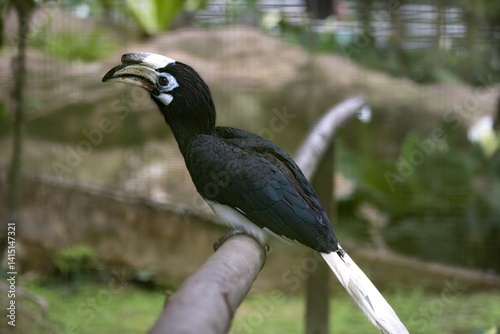 Close up Portrait of a Oriental Pied Hornbill (Anthracoceros albirostris)