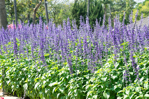 Colorful Salvia Farinacea flowers in the garden