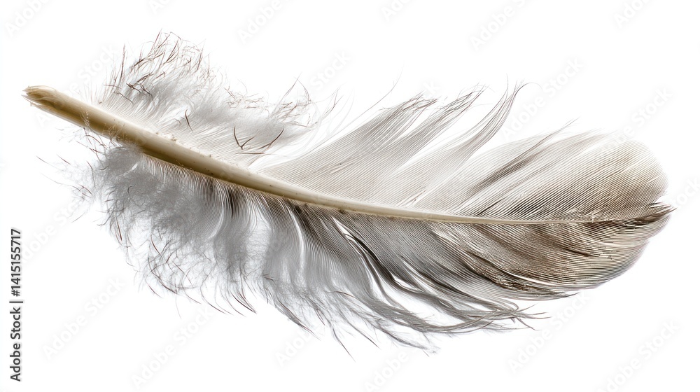 Obraz premium Delicate feather