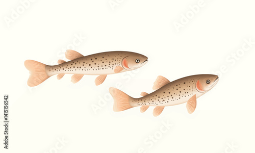 Two Brown Trout Fish Illustration on White