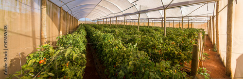 Foto panoramic greenhouse of organic tomatoes.