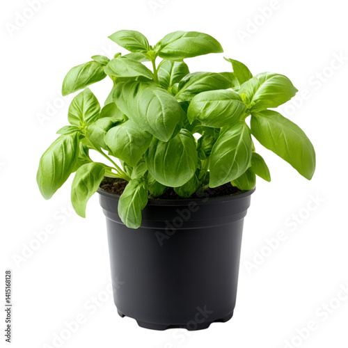 Fresh Basil Plant in Black Pot Healthy Herb Growing Indoors