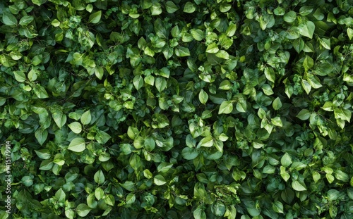 Wallpaper Mural green ivy leaves Torontodigital.ca