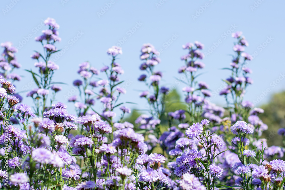 Fototapeta premium Blooming purple Margaret flower fields bathed in soft morning light.