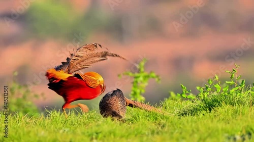 4k Video Red Bellied Pheasant Mating Dance Male Bird Displaying Its Stunning Feathers in a Colorful Show of Allure