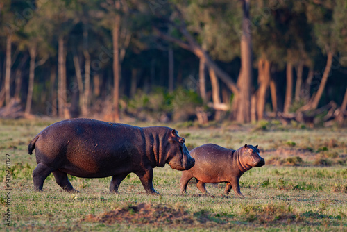 L'hippopotame