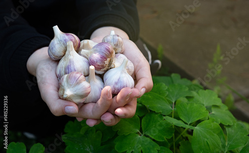 Freshly harvested garlic bulbs held in hands, showcasing their unique shapes and textures in a garden setting during daylight hours