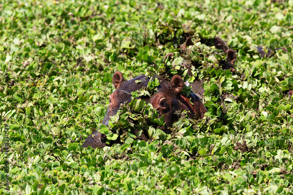 Obraz premium L'hippopotame