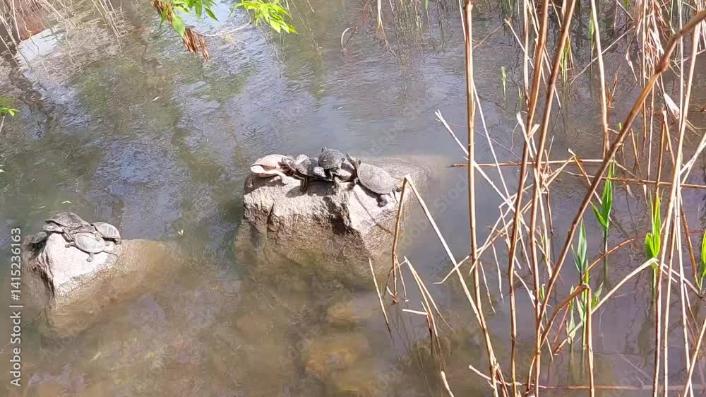 Wild turtles in the swamp, summer video close up 