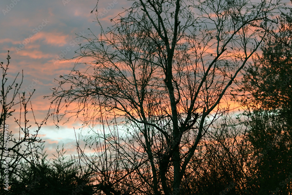 Fototapeta premium Beautiful sunset over the trees in the field. Colorful sky.
