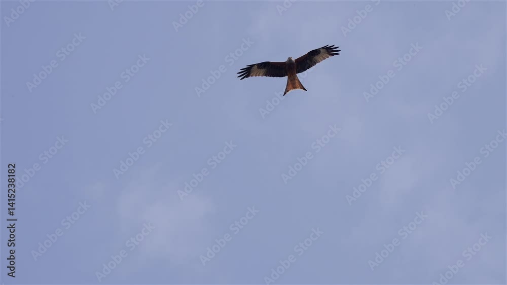 Red Kite Soaring in Slow Motion Against a Clear Blue Sky Red Kite Soaring in Slow Motion Against a Clear Blue Sky